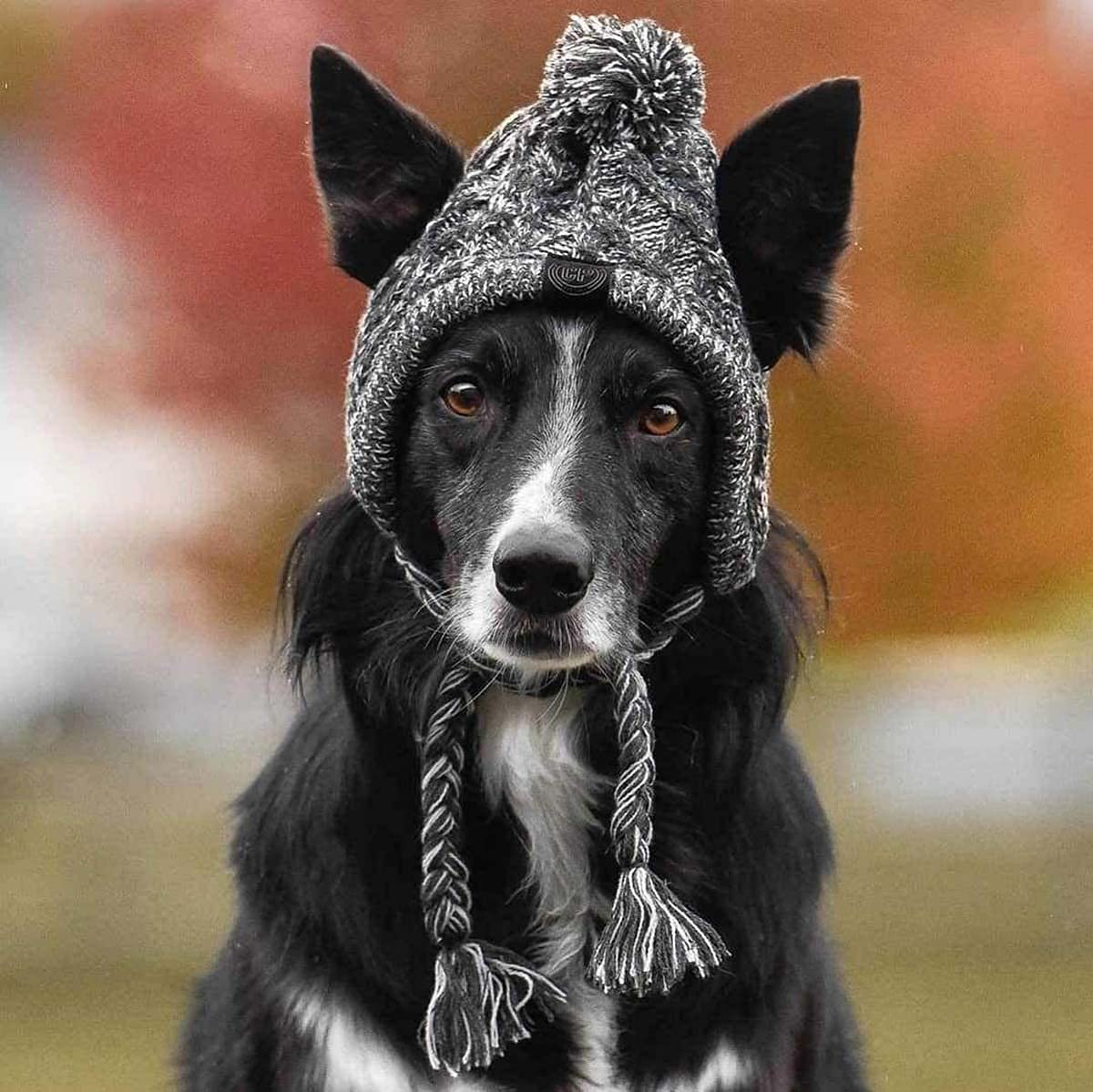 Exponential Pet Supplies - Warm Pet Dog Knitted Hat, Windproof Knitting French Bulldog Hat