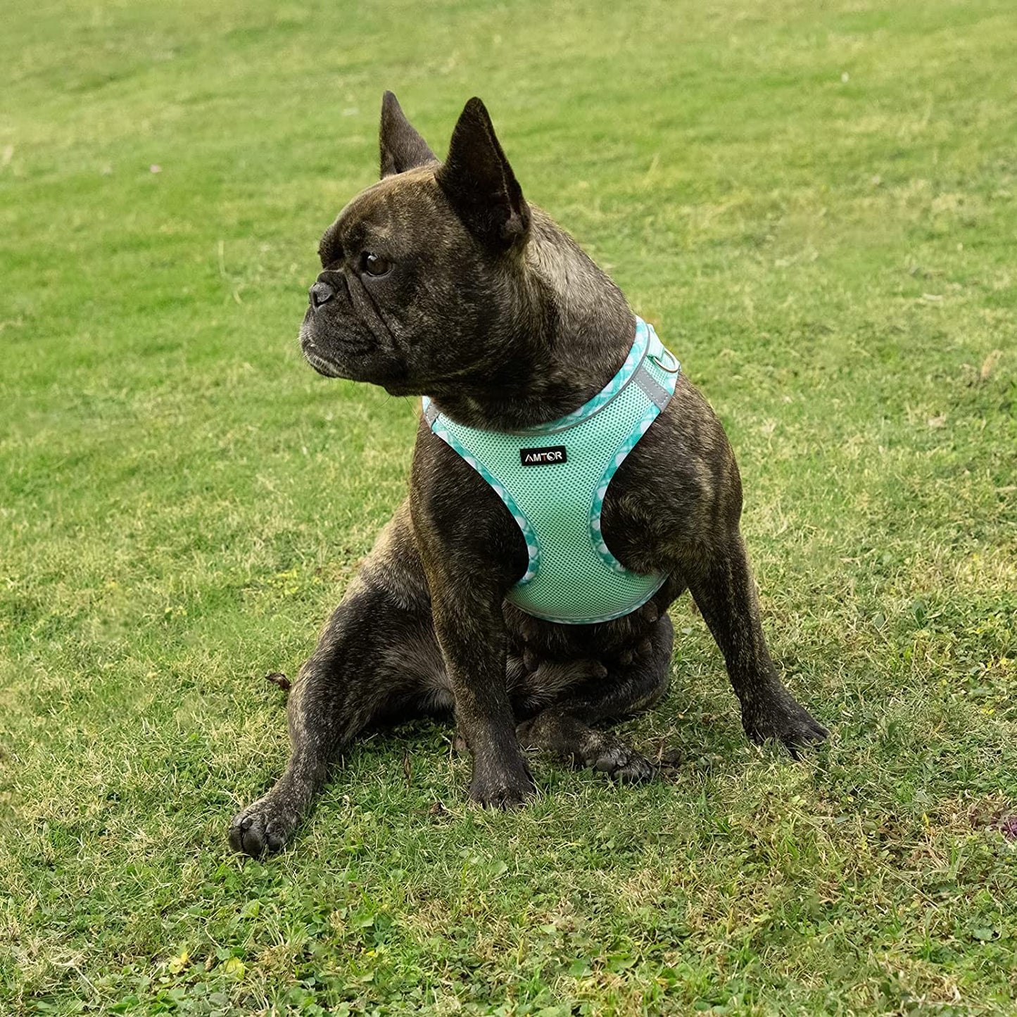 Exponential Pet Supplies - Dog Harness with Leash Set,No Pull Adjustable Reflective Step-in Puppy Harness with Padded Vest