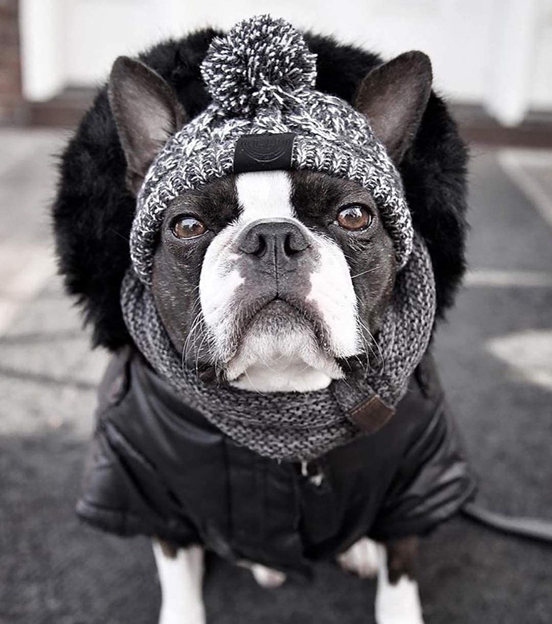 Exponential Pet Supplies - Warm Pet Dog Knitted Hat, Windproof Knitting French Bulldog Hat