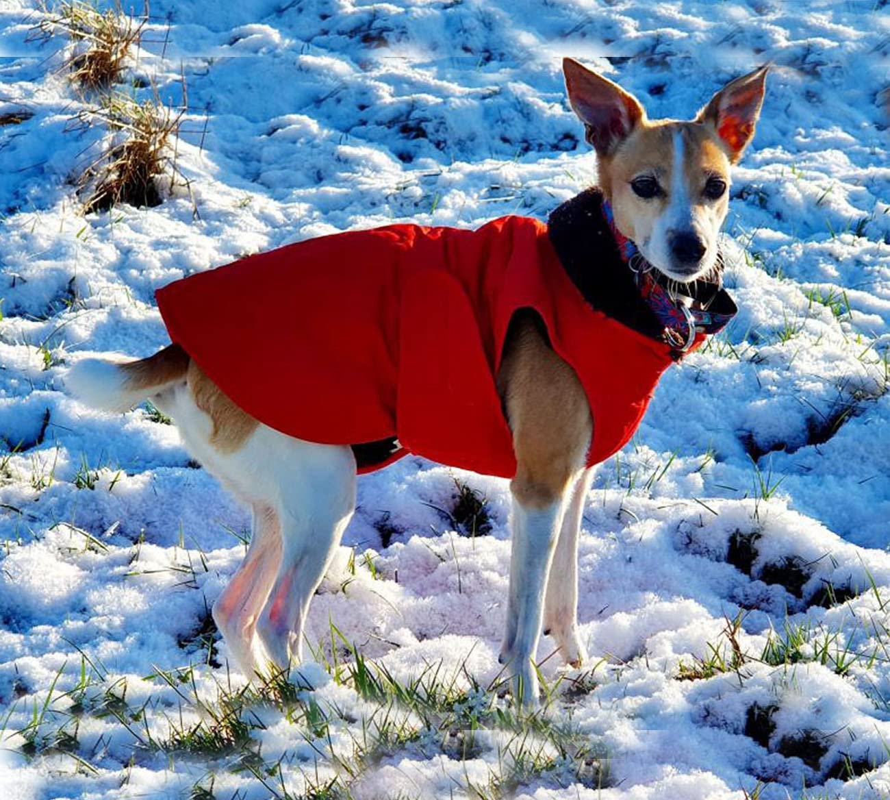 Exponential Pet Supplies - Thick Winter Dog Jacket,Lightweight Waterproof Windproof Winter Dog Coat, Warm Dog Vest with Two Layers of Wool Lining