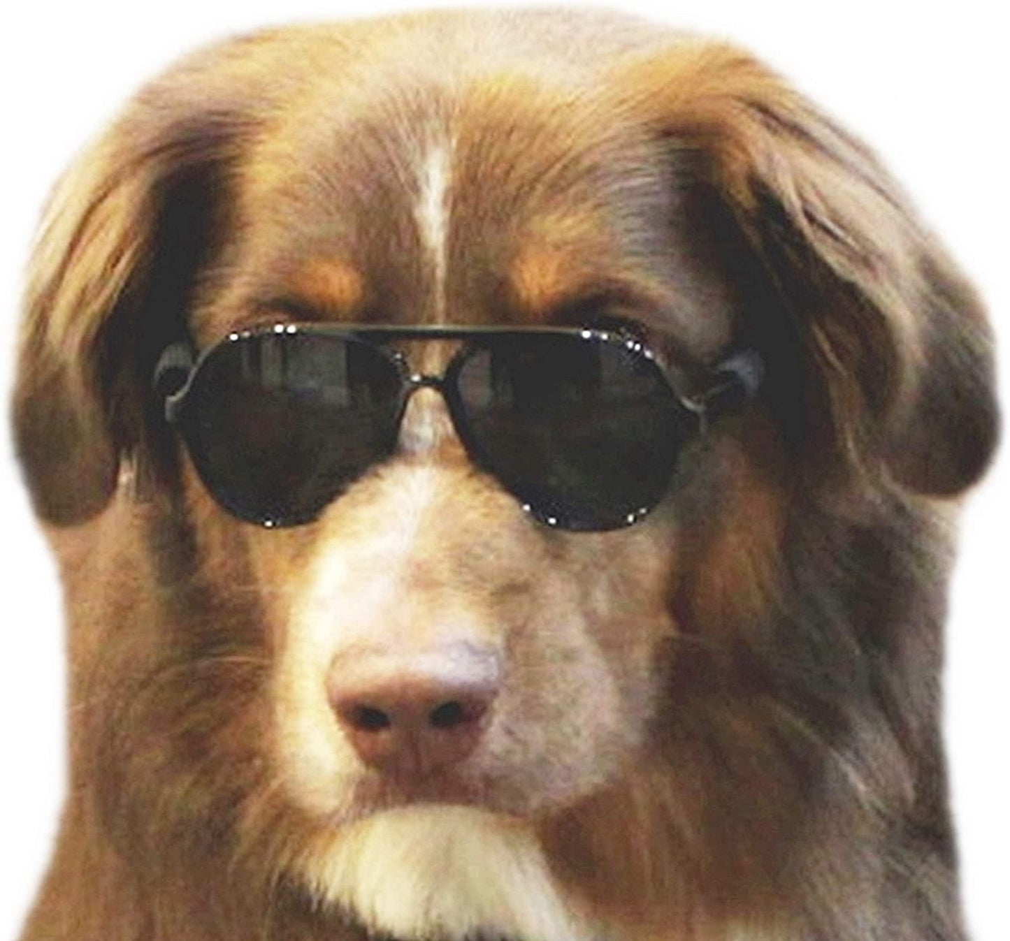 Exponential Pet Supplies - Pet Costume Prop Aviator Sunglasses Medium Breeds 20-40 lbs