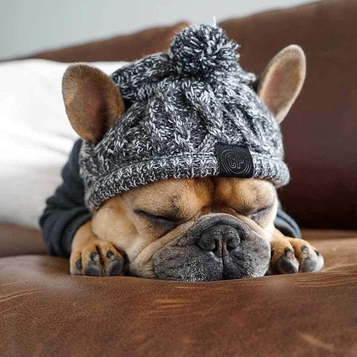 Exponential Pet Supplies - Warm Pet Dog Knitted Hat, Windproof Knitting French Bulldog Hat