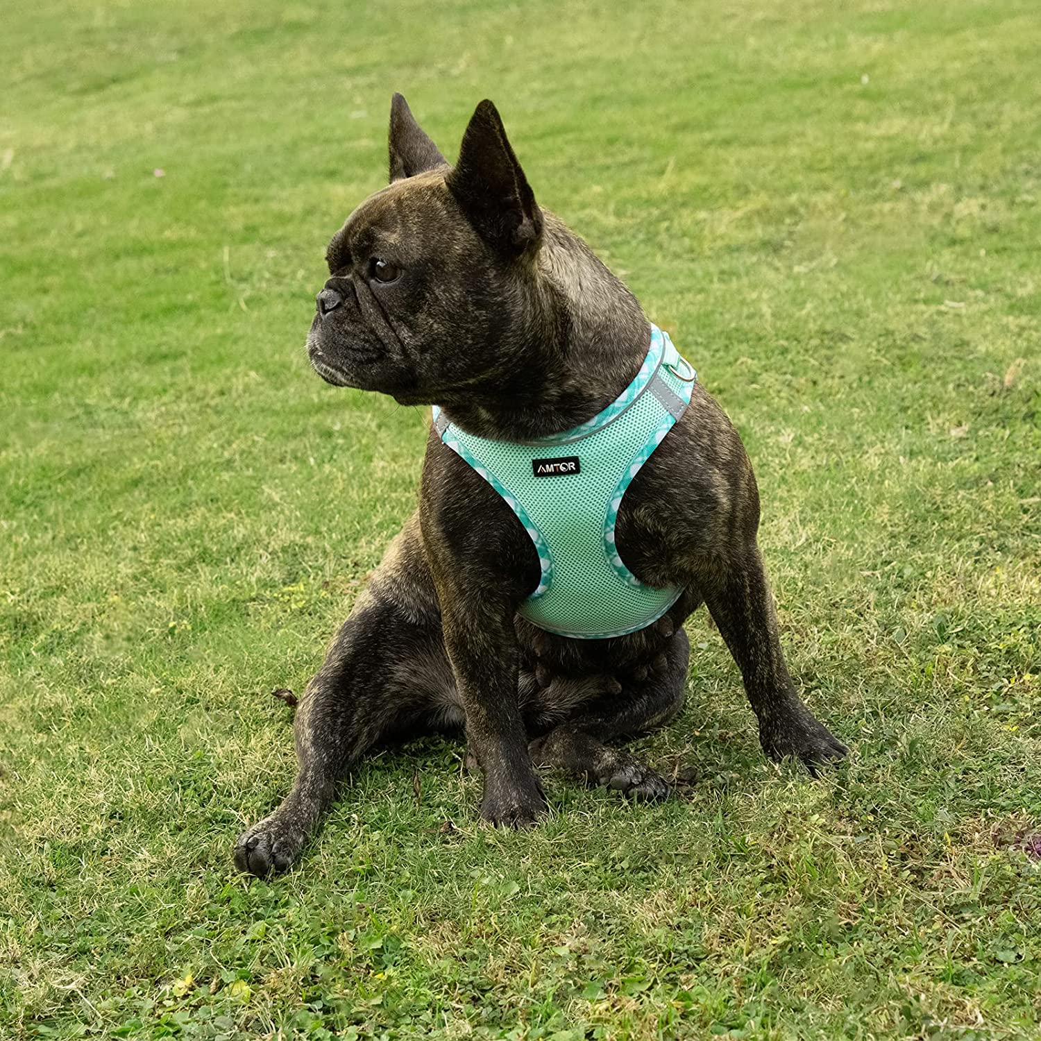 Exponential Pet Supplies - Dog Harness with Leash Set,No Pull Adjustable Reflective Step-in Puppy Harness with Padded Vest